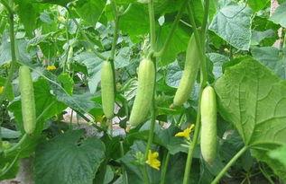 网红黄瓜爆料最近新闻,最新热点事件大揭秘！  第1张