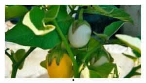 甜瓜概念爆料视频大全,揭秘热门甜瓜背后的故事